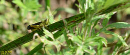 Megaulacobothrus aethalinus (Zubovski 1899) resmi