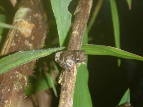 Image of Dendropsophus marmoratus (Laurenti 1768)