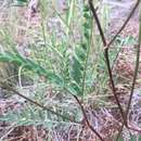 Image of Rusby's milkvetch