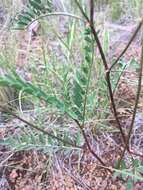 Image of Rusby's milkvetch