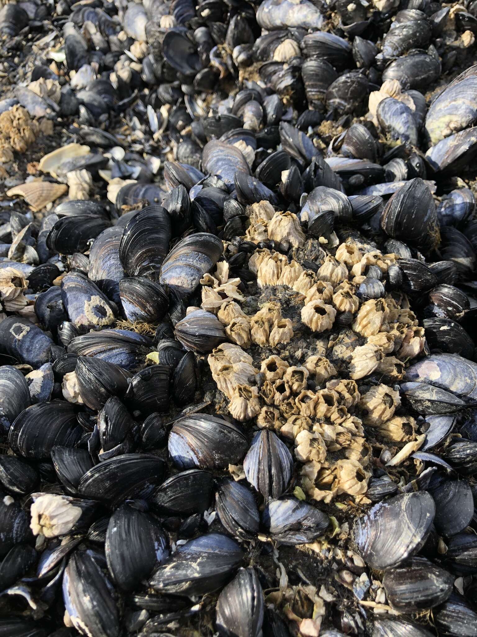 Image of Northern blue mussel