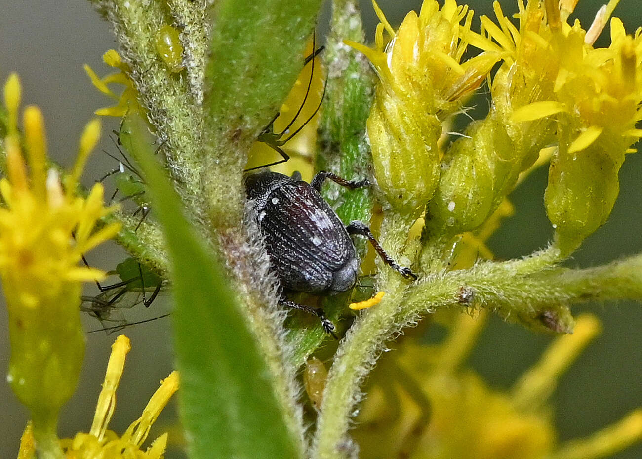 Image of Odontocorynus salebrosus Casey & T. L. 1892