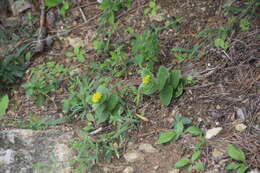 Image of Phedimus litoralis (Kom.) H. 't Hart