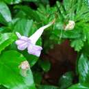 Ruellia rubra Aubl. resmi