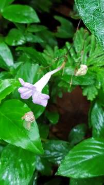 Image of Ruellia rubra Aubl.