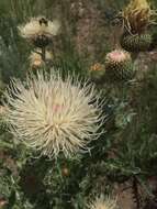 Image of prairie thistle