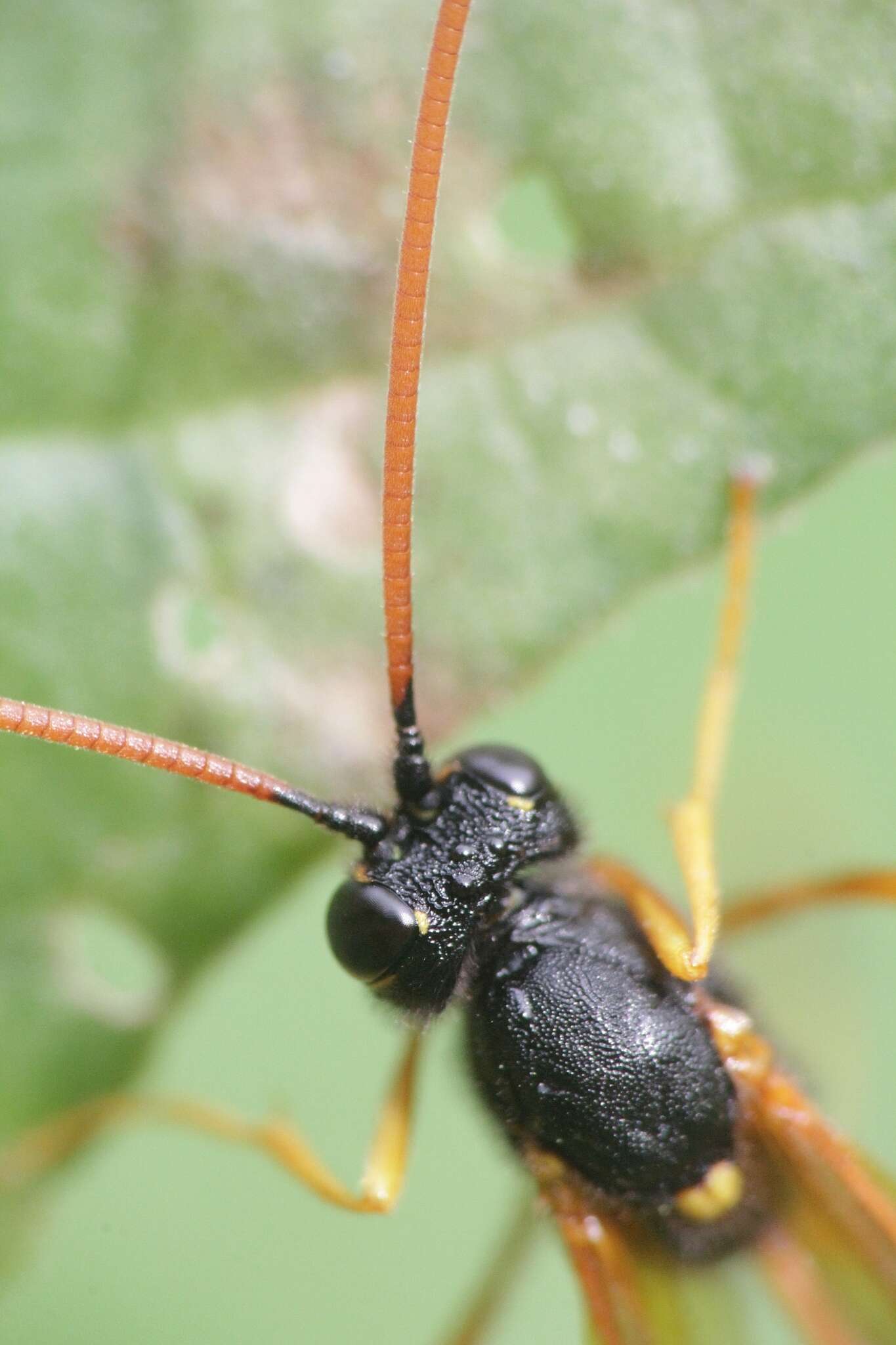 Image de Therion circumflexum (Linnaeus 1758)