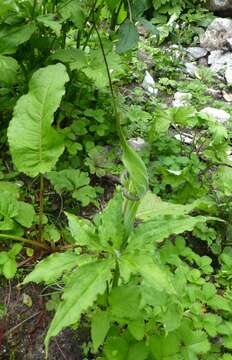 Image of Jacquemont's Cobra-Lily