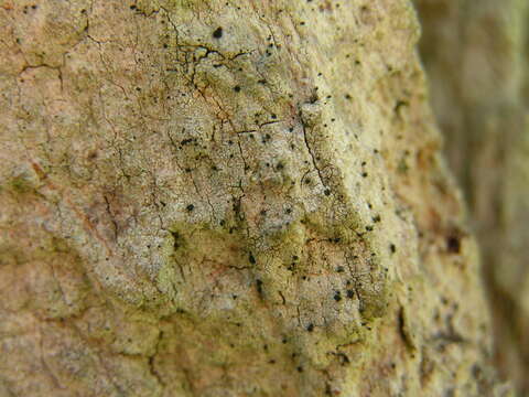 Image of microcalicium lichen