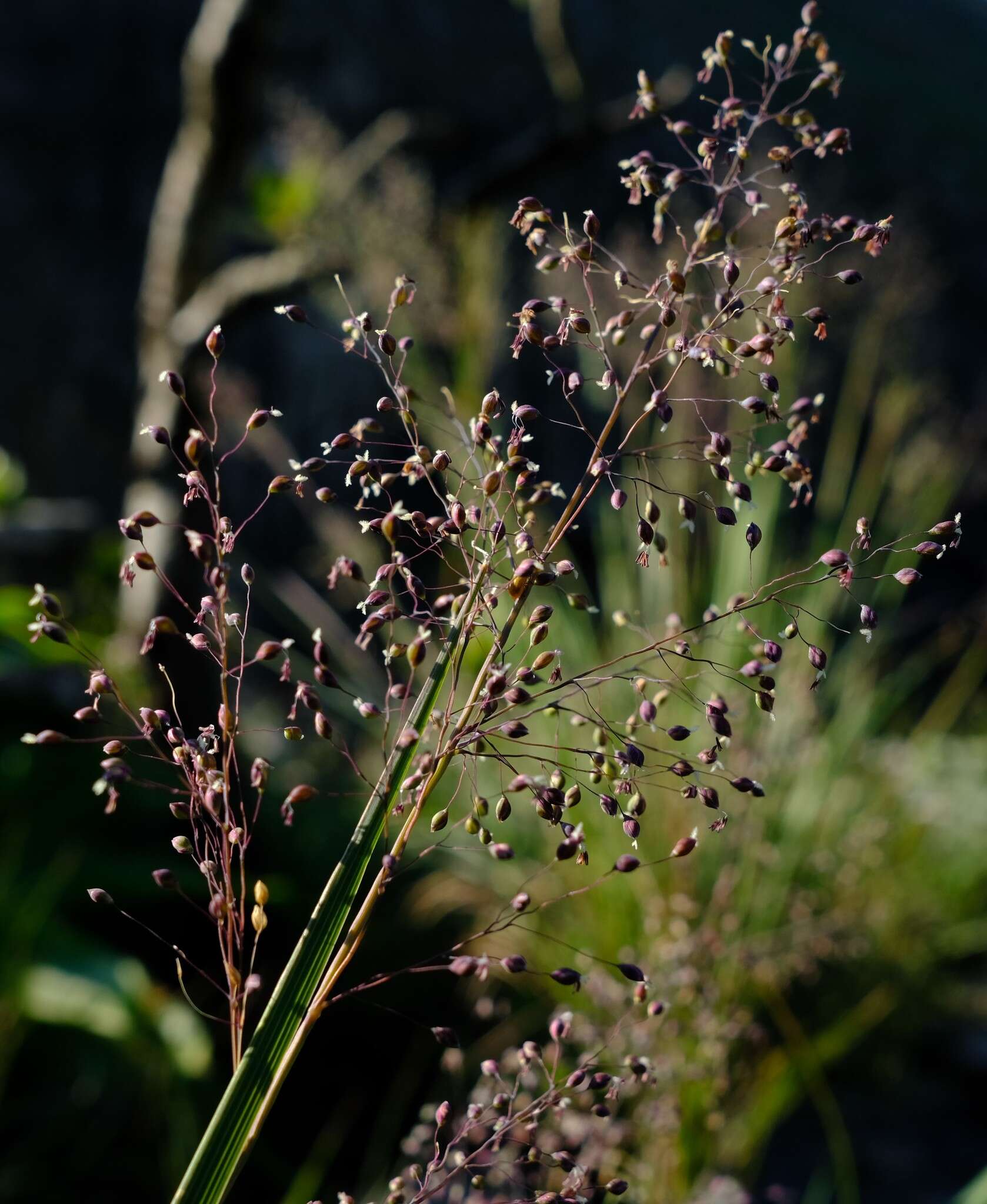 Imagem de Panicum ecklonii Nees