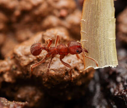 Image of Sericomyrmex amabilis Wheeler 1925