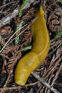 Image of California Banana Slug