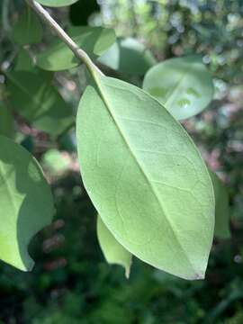 Image de Olea capensis subsp. enervis (Harv.) I. Verd.