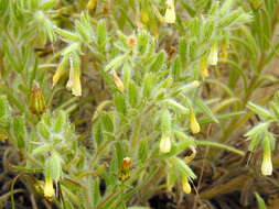 Image of <i>Onosma setosa</i>