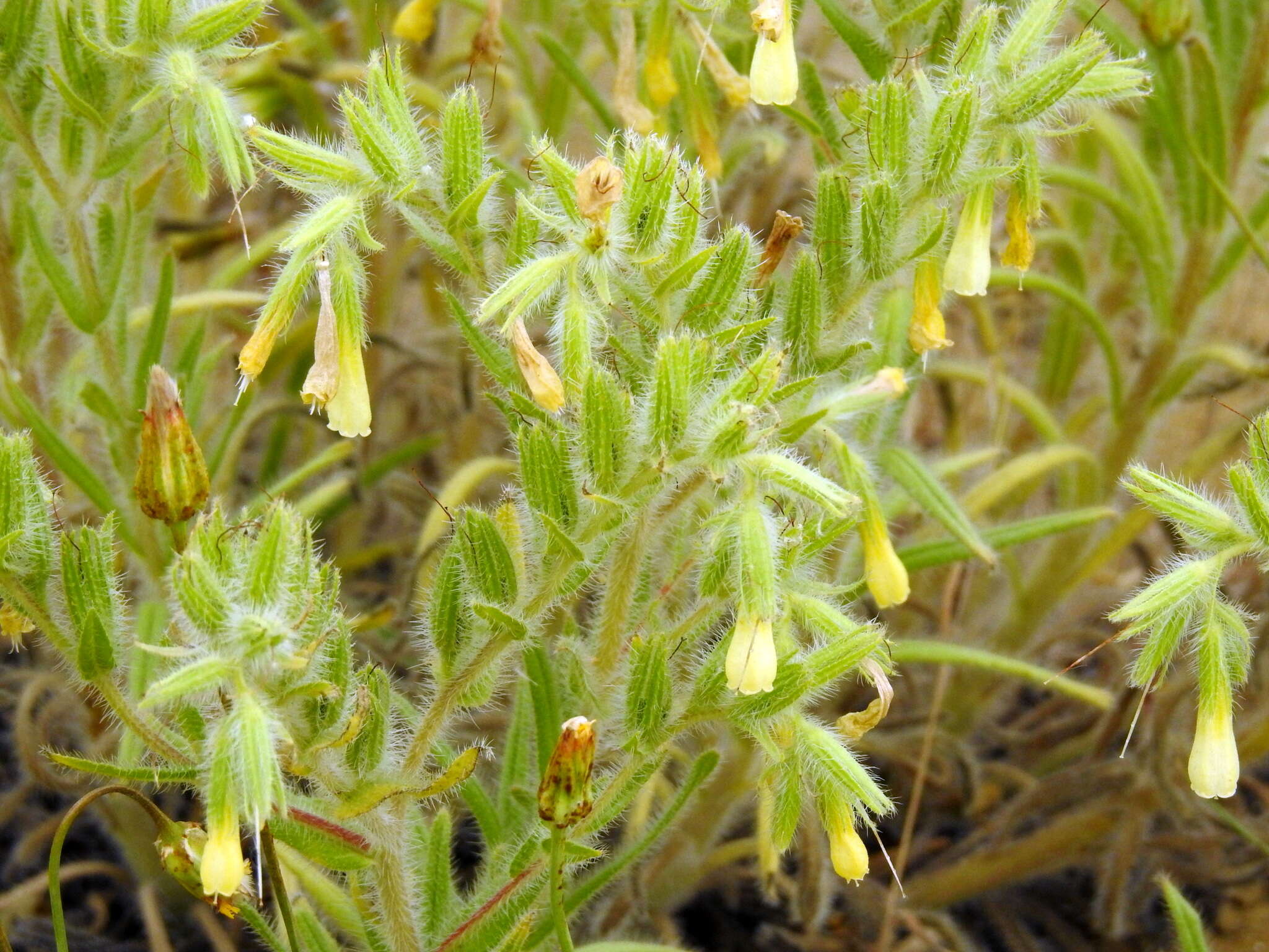 Слика од <i>Onosma setosa</i>