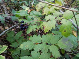 Image of Baneberry