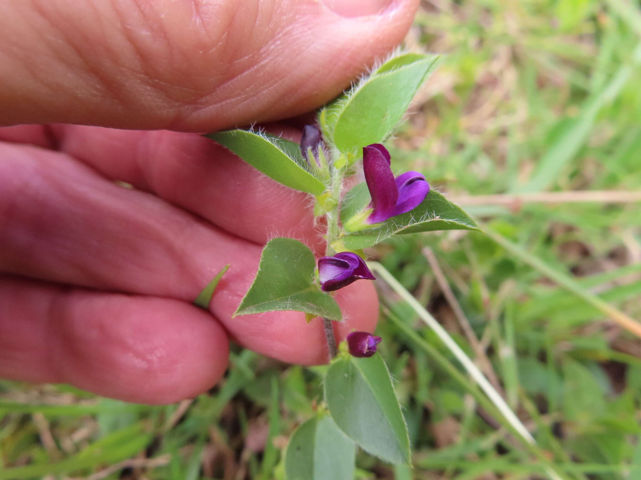 Imagem de Psoralea imbricata (L. fil.) T. M. Salter