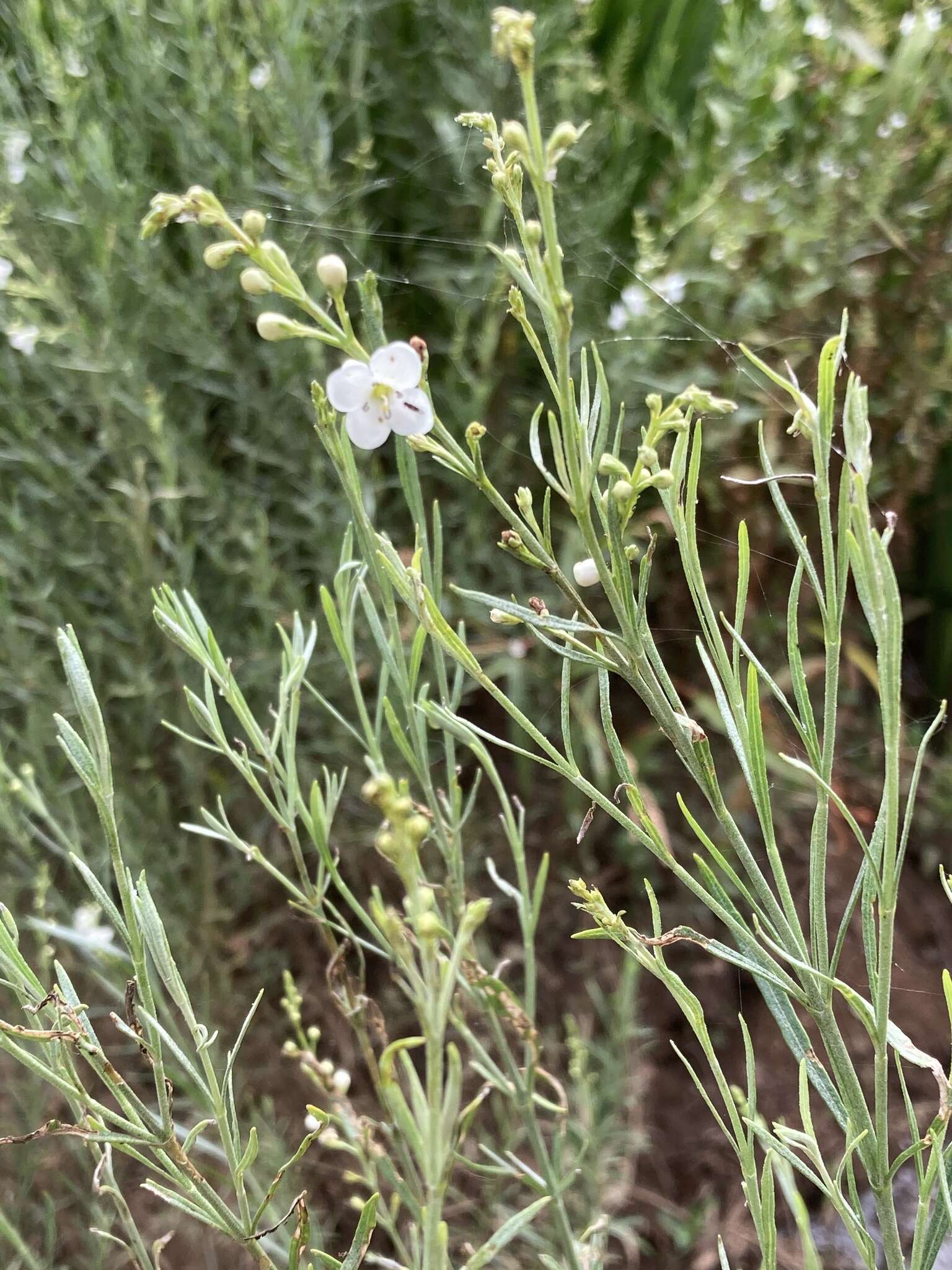 Image of Buddleja virgata L. fil.