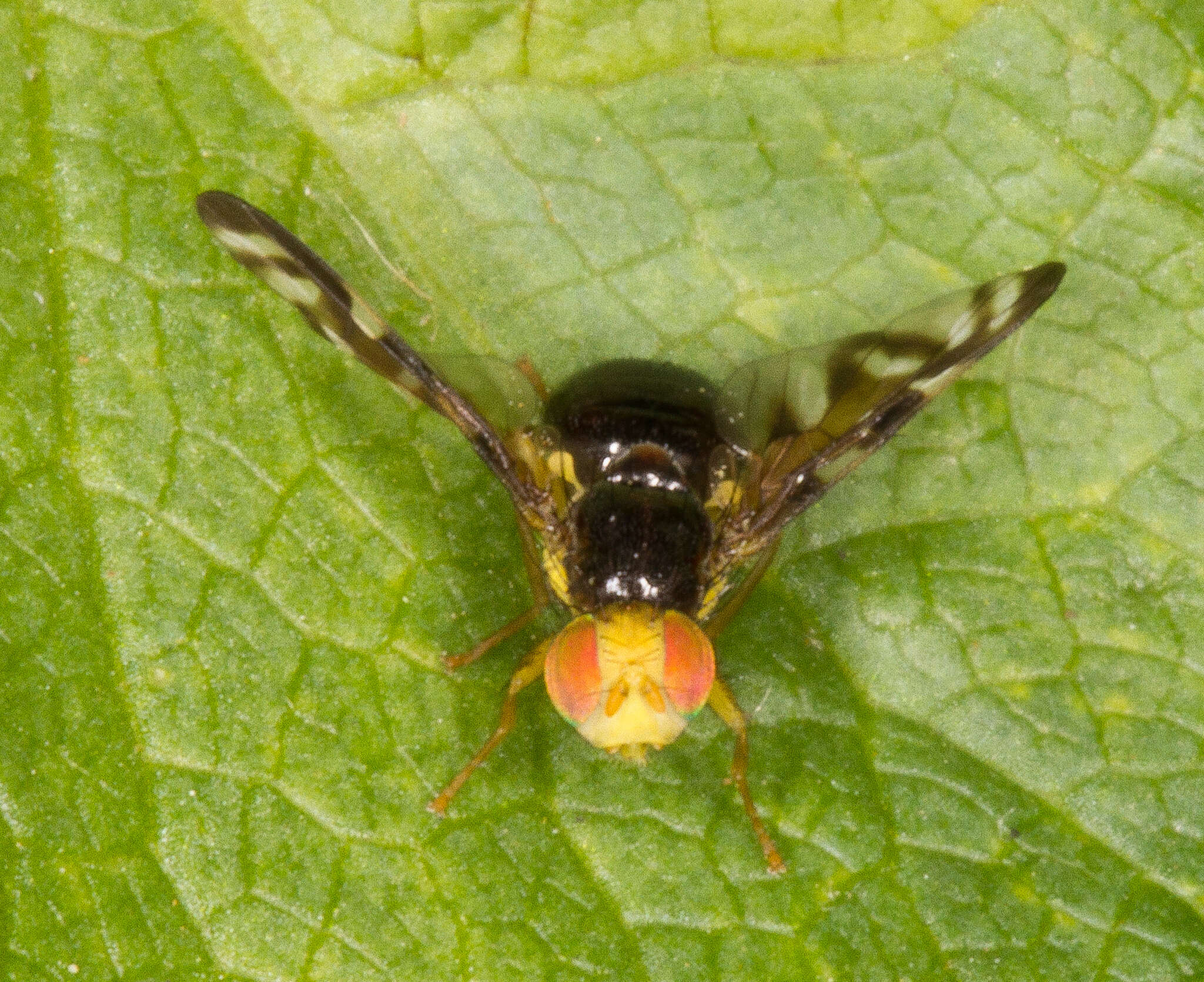 Image of Celery Fly