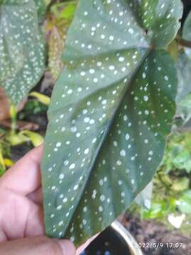 Image of Begonia maculata Raddi