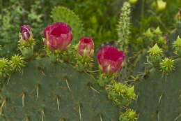 Opuntia gomei的圖片