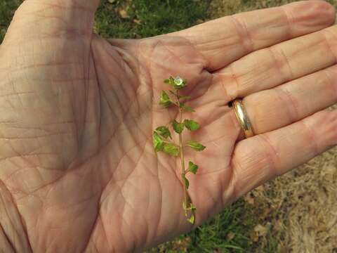 Image of Green field-speedwell