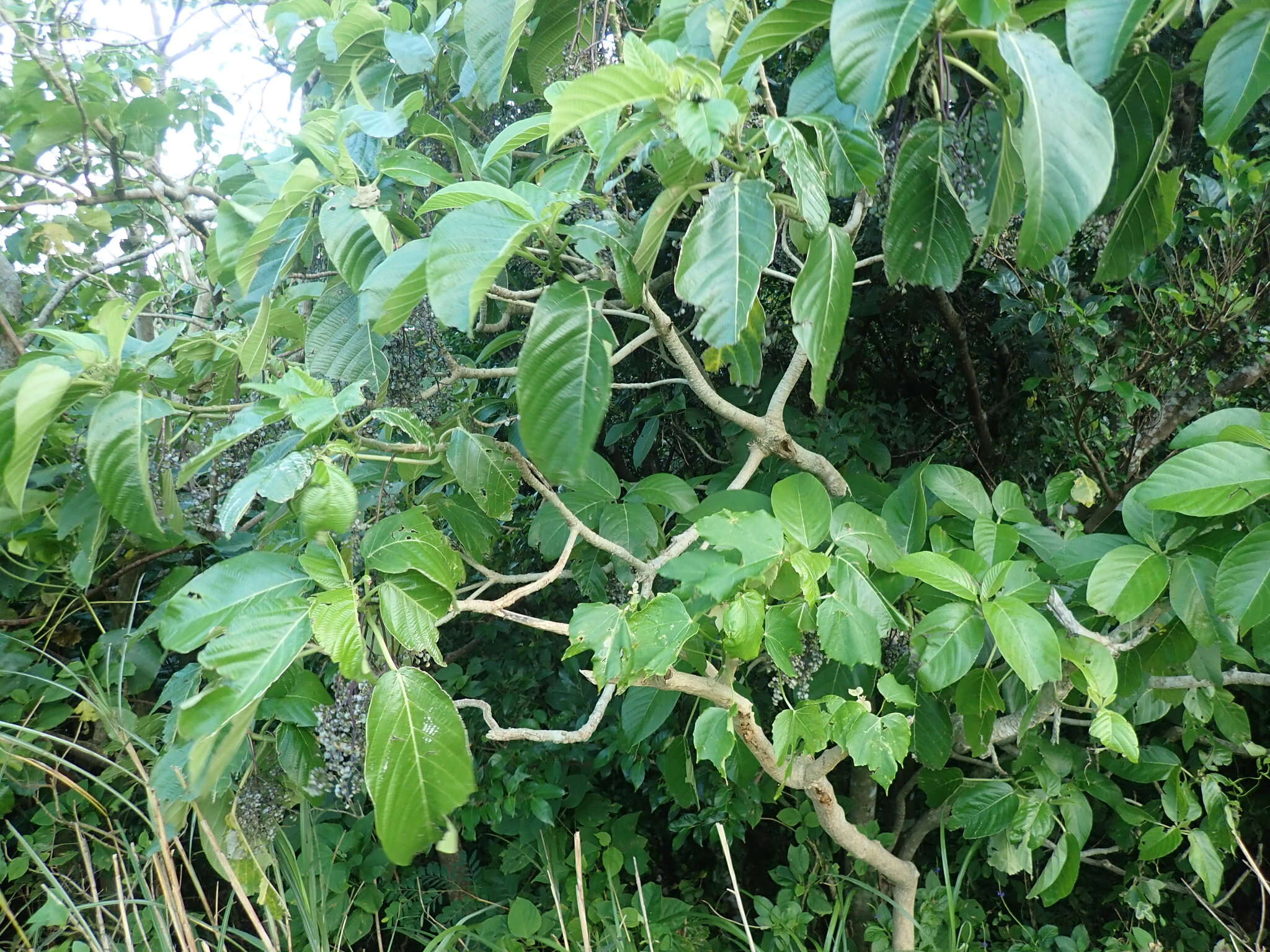 Image of Dendrocnide meyeniana (Walp.) Chew