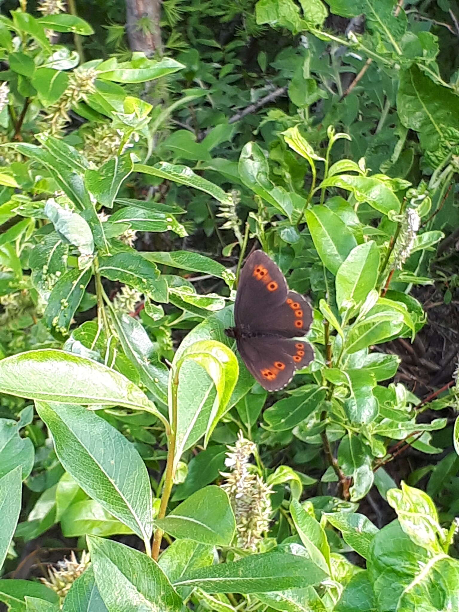 Image de Erebia jeniseiensis Trybom 1877