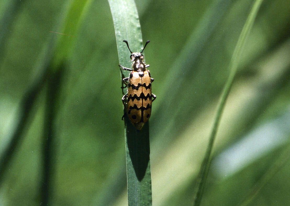 Image de <i>Hycleus dentatus</i>