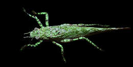 Image of Zulpha perlaria (Westwood 1848)