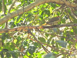 صورة Campethera abingoni constricta Clancey 1965