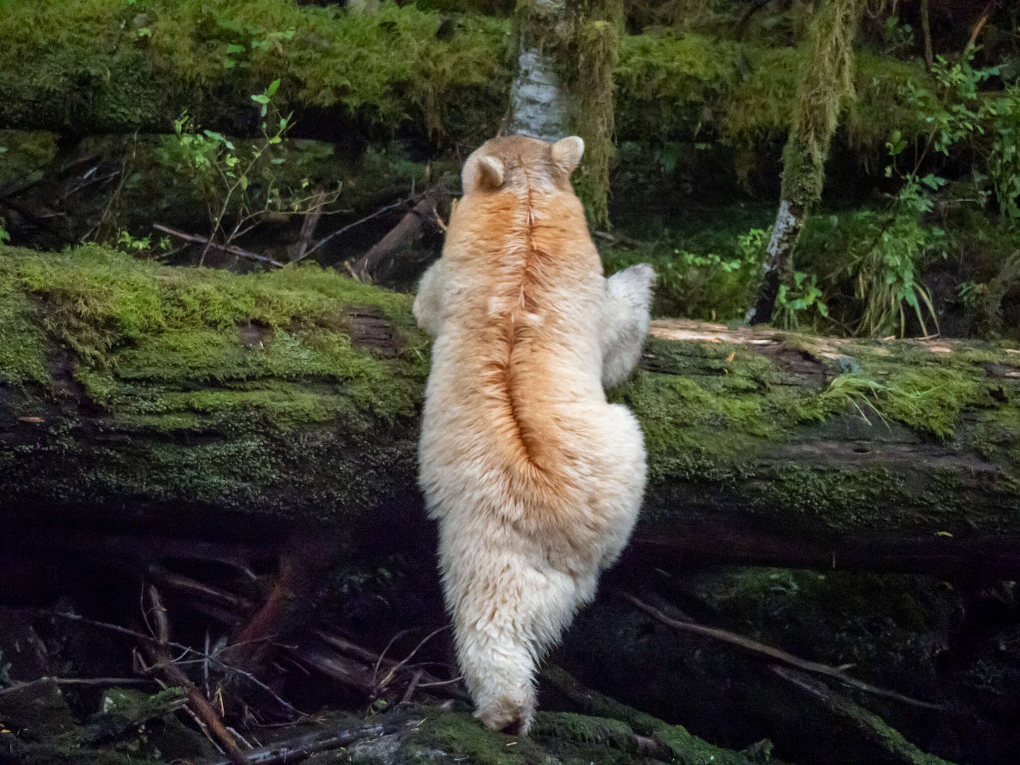 Image of Kermode bear