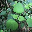 Plectranthus saccatus subsp. saccatus的圖片