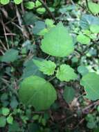 Image de Plectranthus saccatus subsp. saccatus