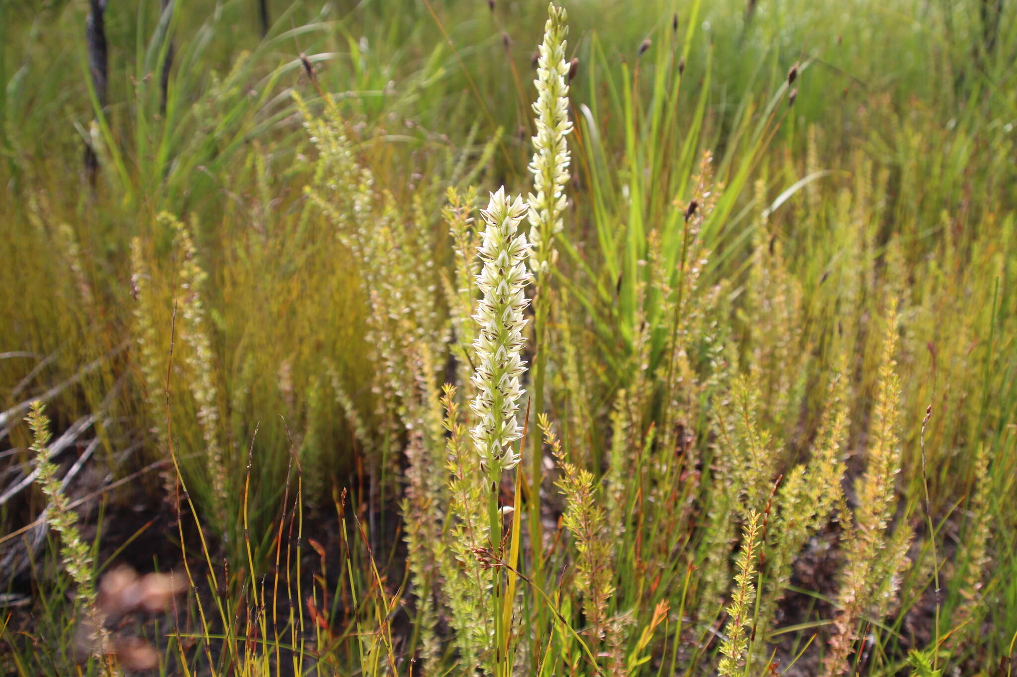 Image of Christmas leek orchid