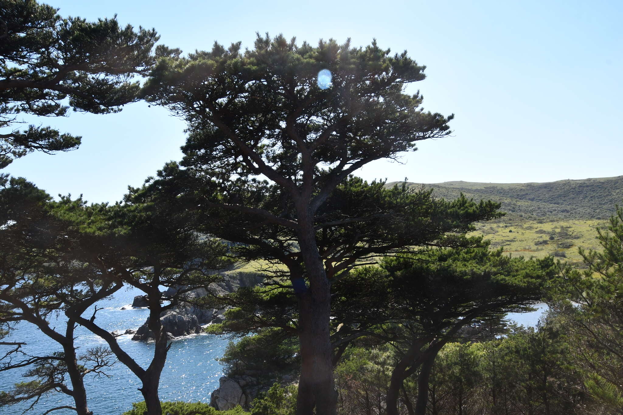 Image of Japanese Red Pine