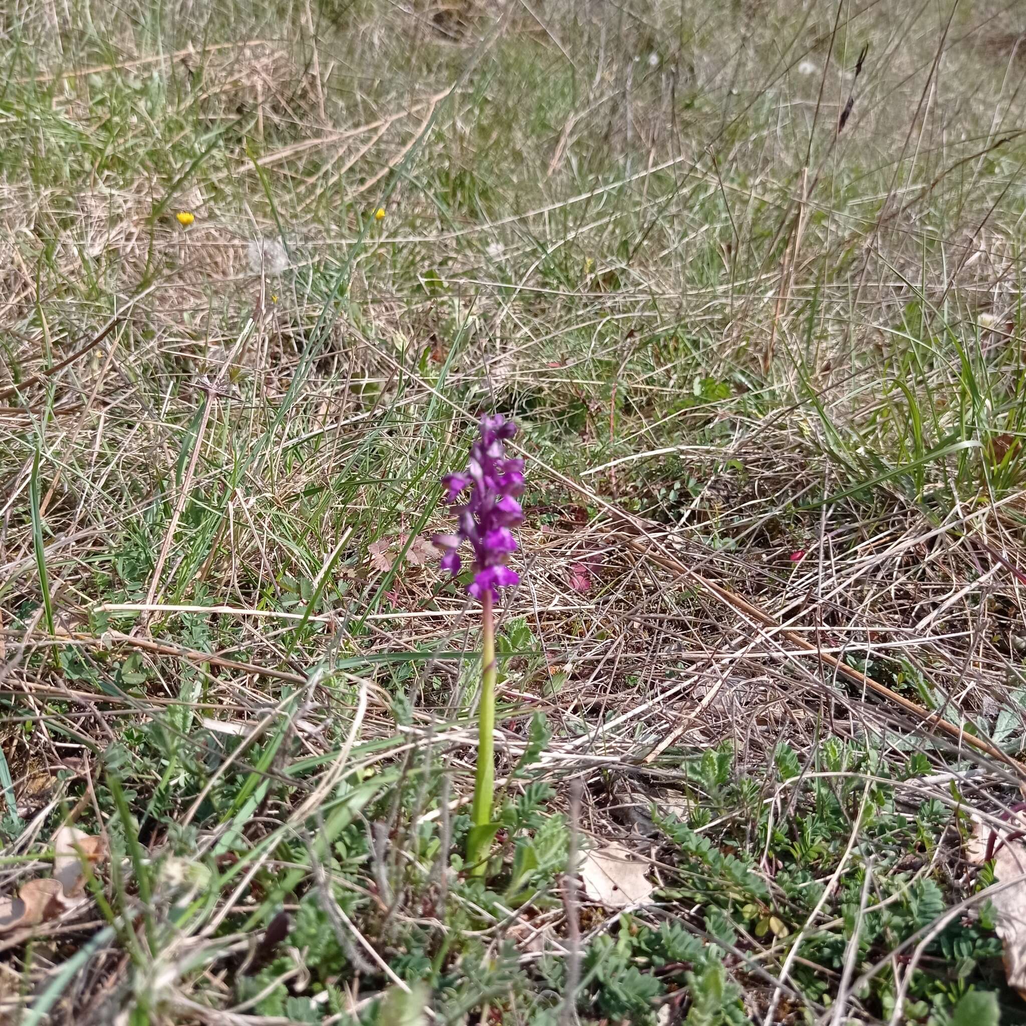 Image of Anacamptis morio subsp. morio