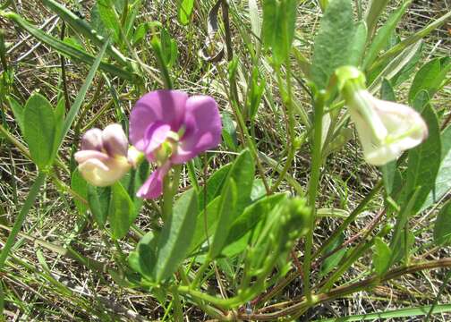 Image of Sphenostylis angustifolia Sond.