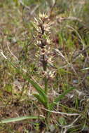 Image of Wurmbea monopetala (L. fil.) B. Nord.