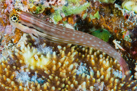 Image of Dentex blenny