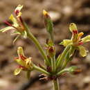 Image of Pelargonium aciculatum E. M. Marais