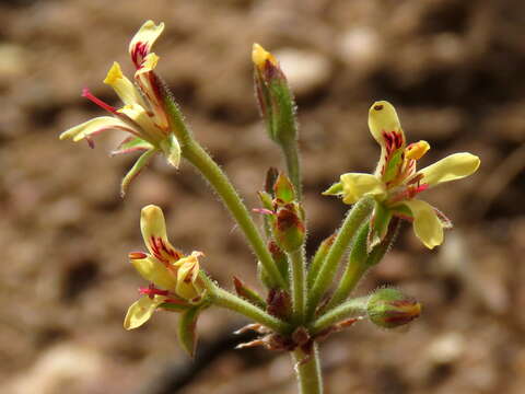 Image of Pelargonium aciculatum E. M. Marais