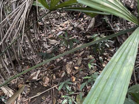 Image of Ferruginous Fan Palm