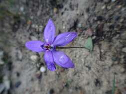 Image of Small waxlip orchid