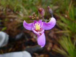 Слика од Bletia purpurea (Lam.) A. DC.