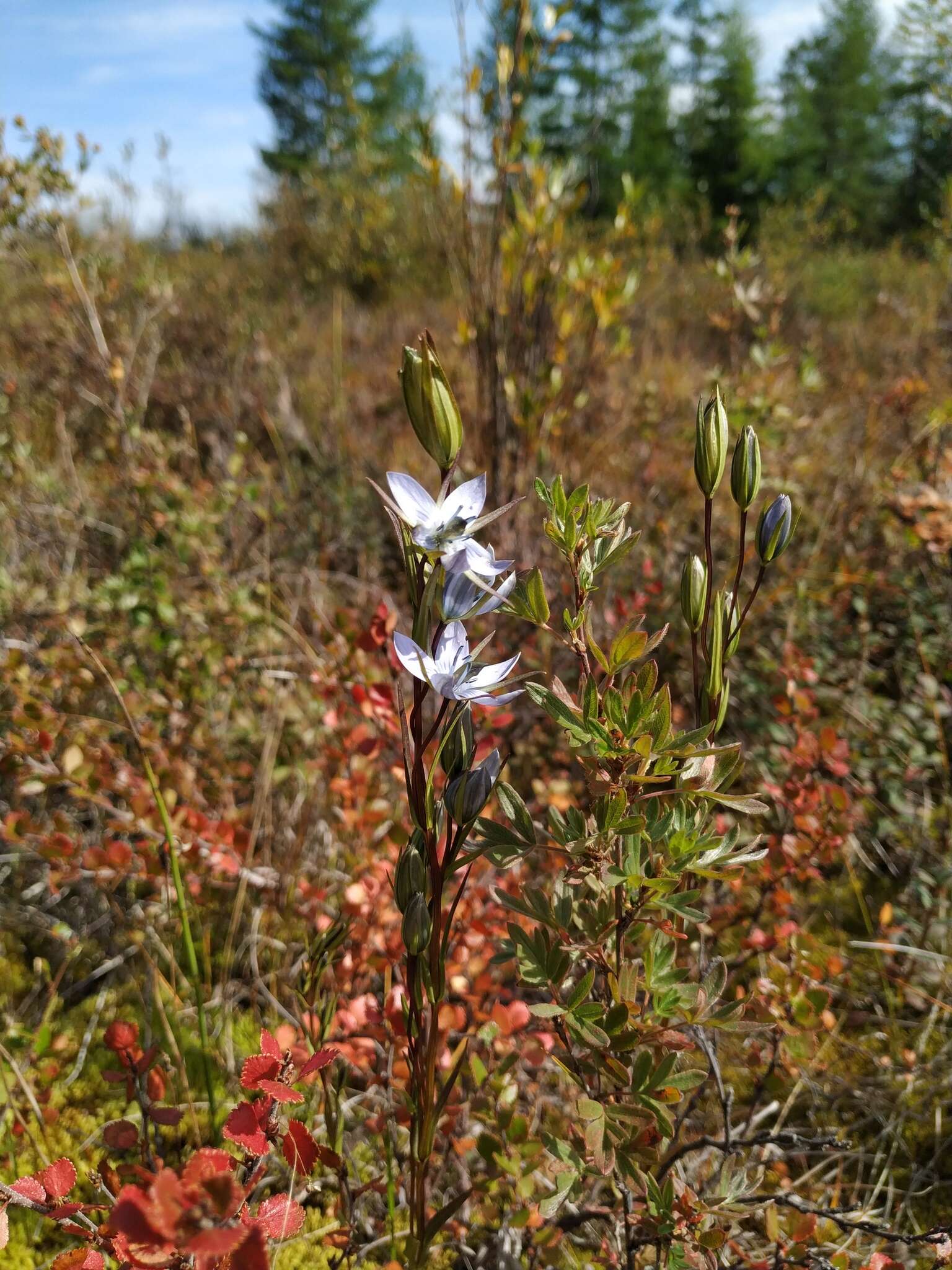 Image of Lomatogonium rotatum (L.) Fr. ex Fernald