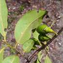 صورة Diospyros tropophylla (H. Perrier) G. E. Schatz & Lowry