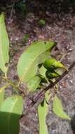 Plancia ëd Diospyros tropophylla (H. Perrier) G. E. Schatz & Lowry