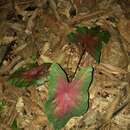 Image of Caladium bicolor (Aiton) Vent.