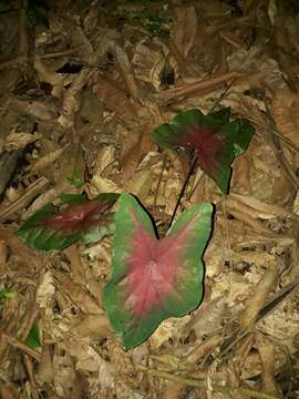 Image of Caladium bicolor (Aiton) Vent.